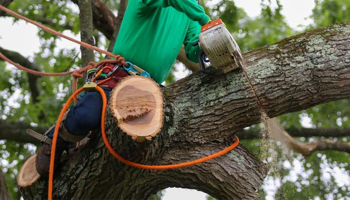 Relax with Utica best tree removal.