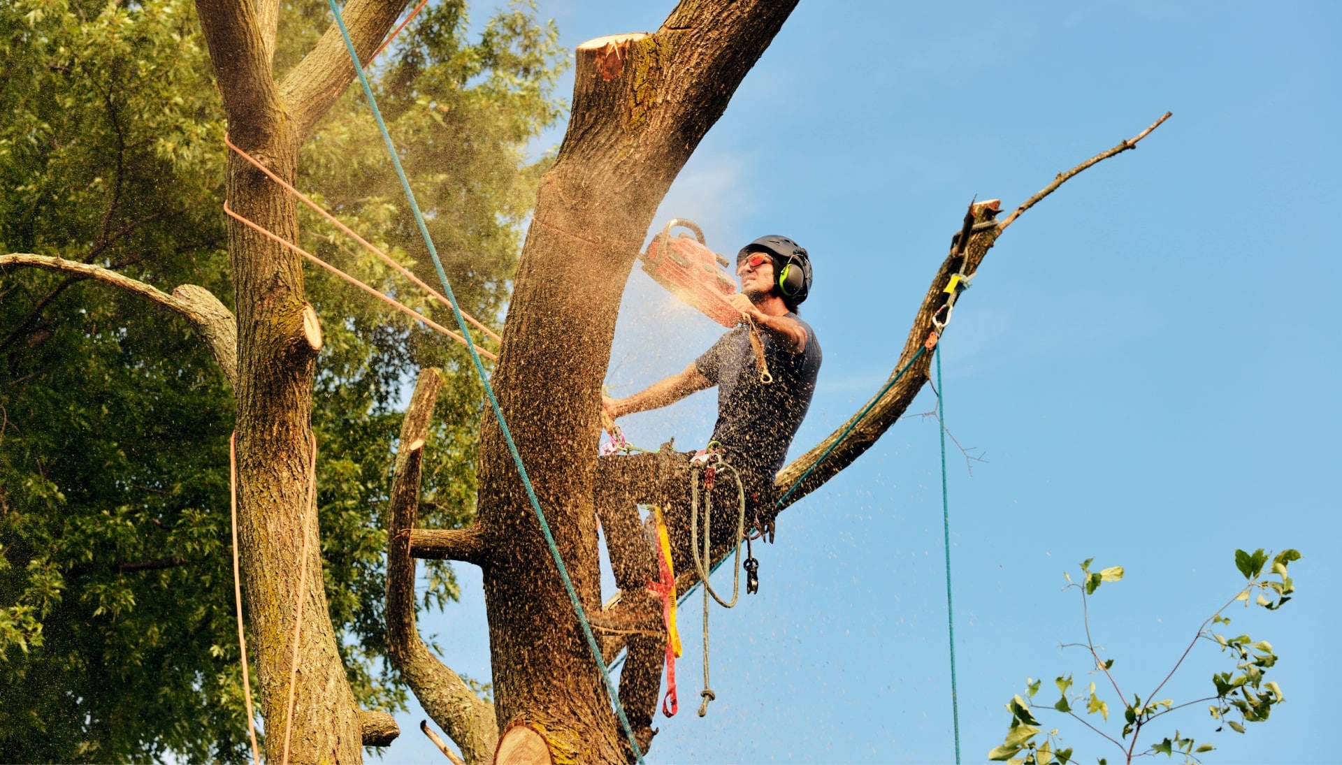 Utica tree removal experts solve tree issues.