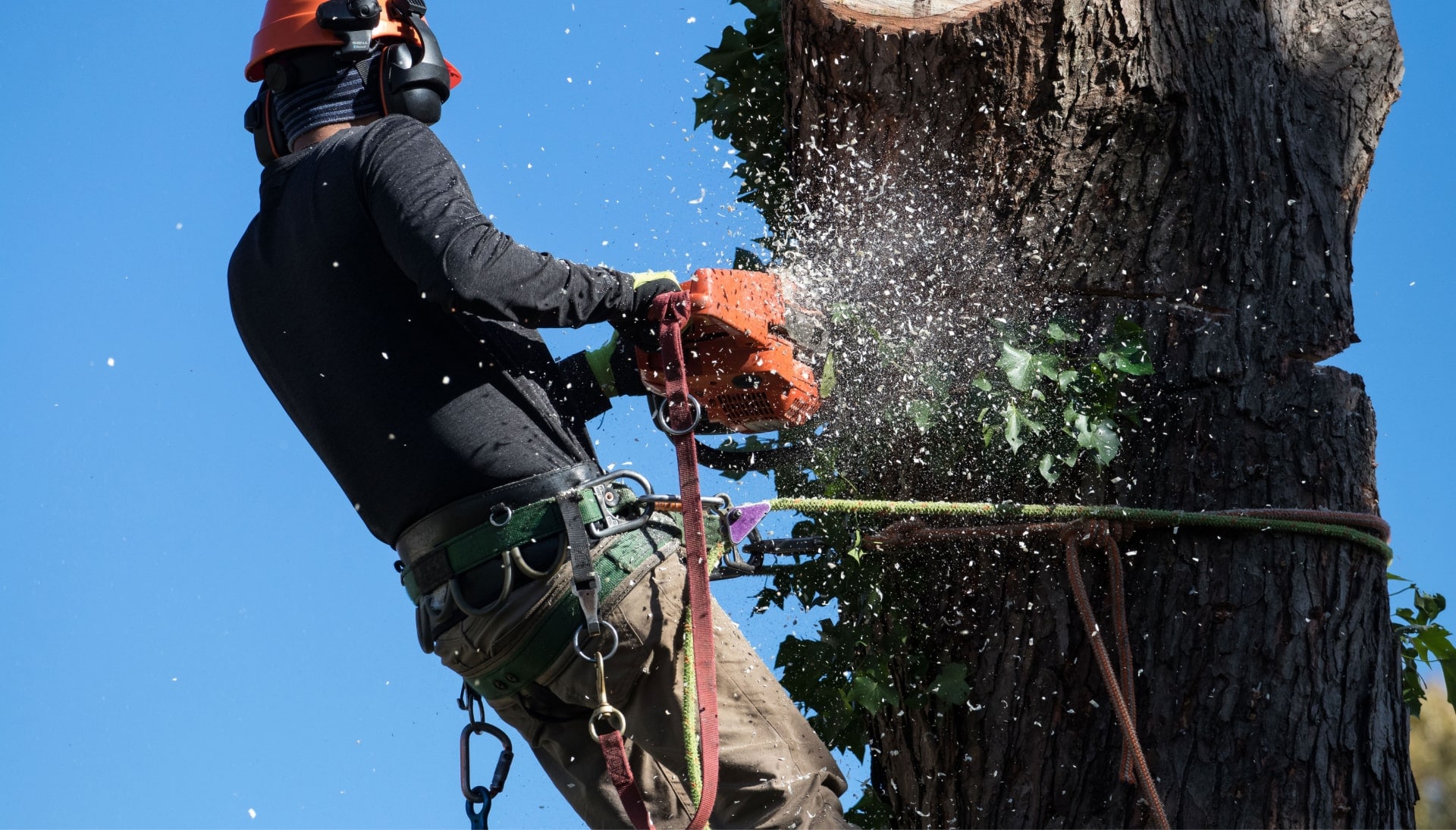 Professional Tree removal solutions in Utica